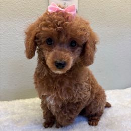 Maple - Red  female Poodle puppy in Vilonia, Arkansas from Donna’s Pretty Poodles