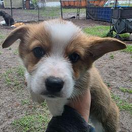 Ivy's Boy 3 - Red male Pembroke Welsh Corgi puppy in Middleburg, Florida from Mulkeys Little Corgis