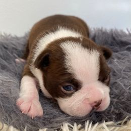Mia AKC - Red female Boston Terrier puppy in Imperial, Missouri from Boston Kup Breeders