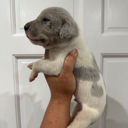 Jace - Blue and white male Great Dane puppy in Florida from Beachside Kennels