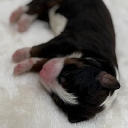Girl 3 - Tri-color female Bernedoodle puppy in Montverde, Florida from Central Florida Bernedoodles