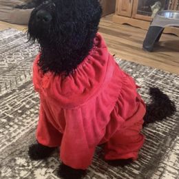 Black Russian Terriers from Snowline