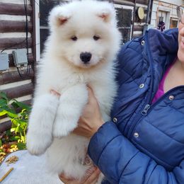 Borzoi and Samoyed Puppies from Kalabria