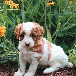 Lily - Blenheim female Cavapoo puppy in Spencerville, Indiana from Cavapoo Corner