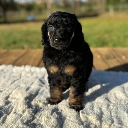 Ignite - Phantom male Poodle puppy in Troy, Alabama from Redmond Rose Kennel