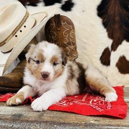 KLAYRE - Red merle female Australian Shepherd puppy in Durand, Wisconsin from Larson’s Legacy Aussome Aussie Kennels