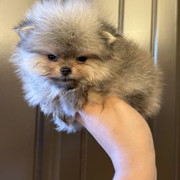 Romeo - Cream sable male Pomeranian puppy in Corpus Christi, Texas from Crown Rose Pomeranians