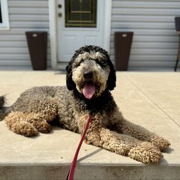 Apollo - Bernedoodle