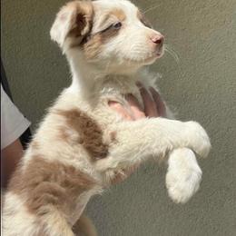 Aussiedoodle and Miniature Australian Shepherd Puppies from Kiely Krest Aussies & Doodles