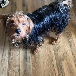 Jersey - Yorkshire Terrier