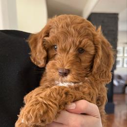 One - Red  male Goldendoodle puppy in Phoenix, Arizona from Doodles of the Desert