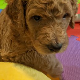Poodle Puppies from Sundance's Poodles