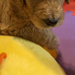 Poodle Puppies from Sundance's Poodles