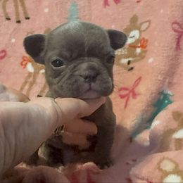 Girl 2 - Blue female French Bulldog puppy in Gerber, California from In The Zone Dog Training and Breeding