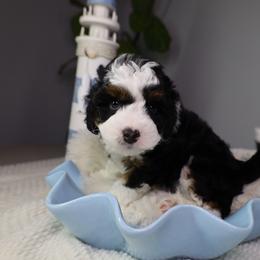 Jet - Black tri-color male Aussiedoodle puppy in Fort Myers, Florida from Little Golden Farm