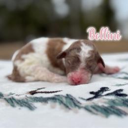 Bellini - Chocolate merle female Bernedoodle puppy in Youngstown, Florida from Wonderland’s Boujie Kennels