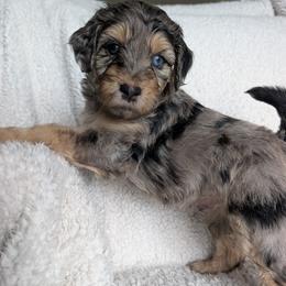 Boy 4 - male Goldendoodle puppy in Englewood, Ohio from The Golden Aussie Co.