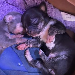 Chihuahua Puppies from Lucy's little Chihuahuas