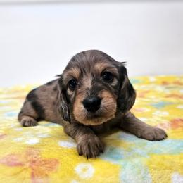 Red dapple male - Dapple male Dachshund puppy in Belle Rive, Illinois from Akin's Miniature Dachshunds, LLC