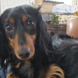 Shelby - Dachshund