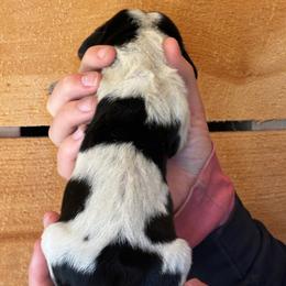 Male 5 - Black brown and white male Basset Hound puppy in Lindley, New York from Hill Top Basset Hounds & Cane Corso