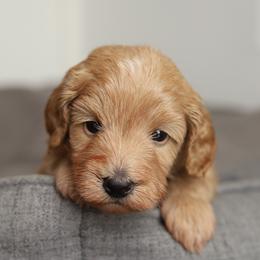Blue - Cream male Australian Labradoodle puppy in Williamstown, New York from Lewis Manor Labradoodles