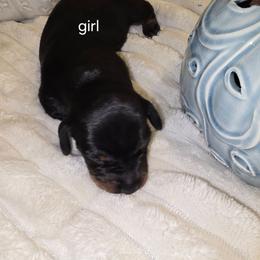 Girl 2 - Black and tan female Dachshund puppy in Greer, South Carolina from Dora's Dachshunds