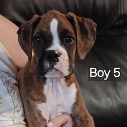 Boy 5 flashy brindle - Brindle male Boxer puppy in Morriston, Florida from Like The Wind Boxers