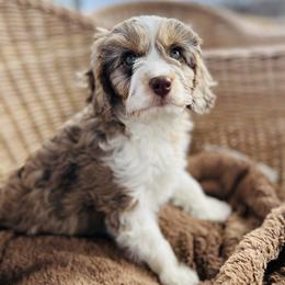 Art - Merle female Cavapoo puppy in Natural Bridge, Virginia from Rockbridge Puppies