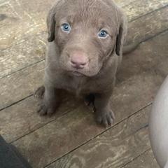 Chesapeake Bay Retriever Puppies from Bellus Chesapeakes