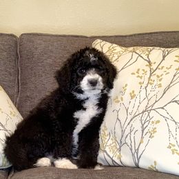 Bernedoodle Puppies from Lovable Bernedoodles