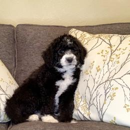 Bernedoodle Puppies from Lovable Bernedoodles