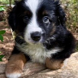 Peanut - Black tri male Miniature Australian Shepherd puppy in Romney, West Virginia from South Branch Mini Aussies