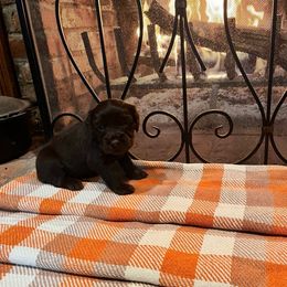 Lillie - Pink Collar - Brown female Boykin Spaniel puppy in Hurtsboro, Alabama from PARK’s Family Farm