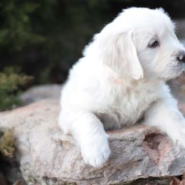 Golden Retriever Puppies from MYSnowAngels