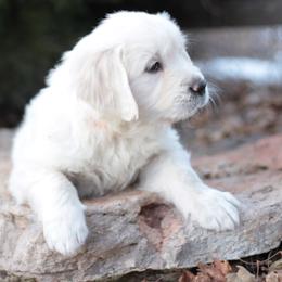 Golden Retriever Puppies from MYSnowAngels