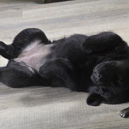 Girl 2 - Black female Labrador Retriever puppy in Waverly, New York from Windfall Labs