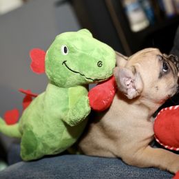 French Bulldog Puppies from Camp Fine Frenchies