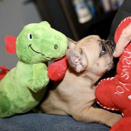 French Bulldog Puppies from Camp Fine Frenchies