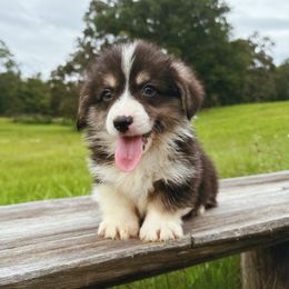 Mali - Black and tan male Pembroke Welsh Corgi puppy in Windermere, Florida from Canaan Farm Corgis