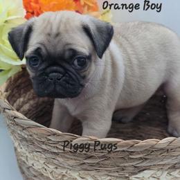 Boy 1 - Fawn male Pug puppy in Olin, North Carolina from Piggy Pugs