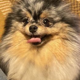 Julia - Pomeranian