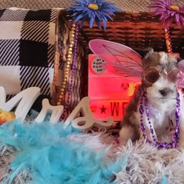 Miniature Schnauzer Puppies from T & A Cali Schnauzer