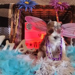Miniature Schnauzer Puppies from T & A Cali Schnauzer
