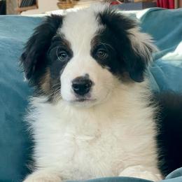 Cedar - Black tri-color male Australian Shepherd puppy in Martha’s Vineyard, Massachusetts from Cranberry Hill Aussies