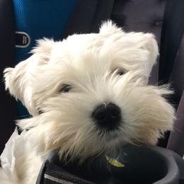 Haku - Miniature Schnauzer