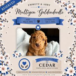 4. CEDAR - BLUE COLLAR BOY - Red  male Goldendoodle puppy in Charlo, Montana from Heavenly Hilltop Farm