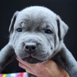 Pine - Blue male Staffordshire Bull Terrier puppy in Dallas, Texas from Wild Blue Staffords