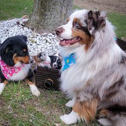 Miniature American Shepherd puppies from Wigglebutt