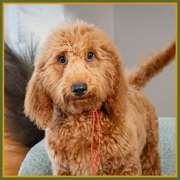 Samuel - Red male Cockapoo puppy in Connersville, Indiana from Deaz Doodle Ranch